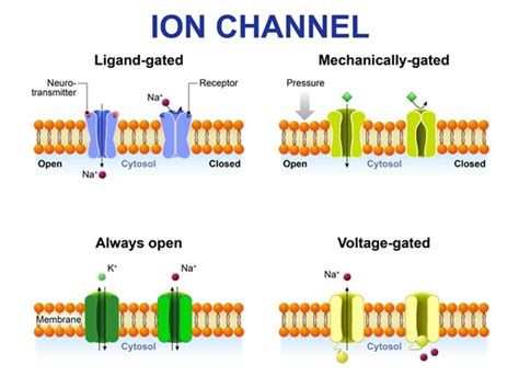 chanel ion|ion channels examples.